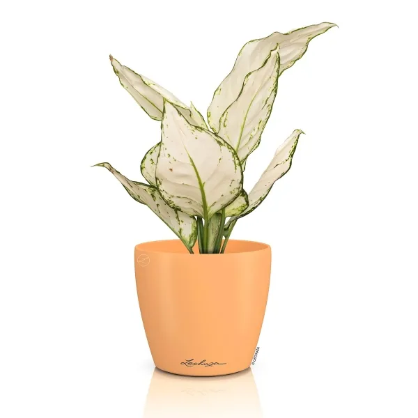 LECHUZA® Übertopf CLASSICO Color DECO 10 Papaya apricot Ø 11 cm - Kunststoff