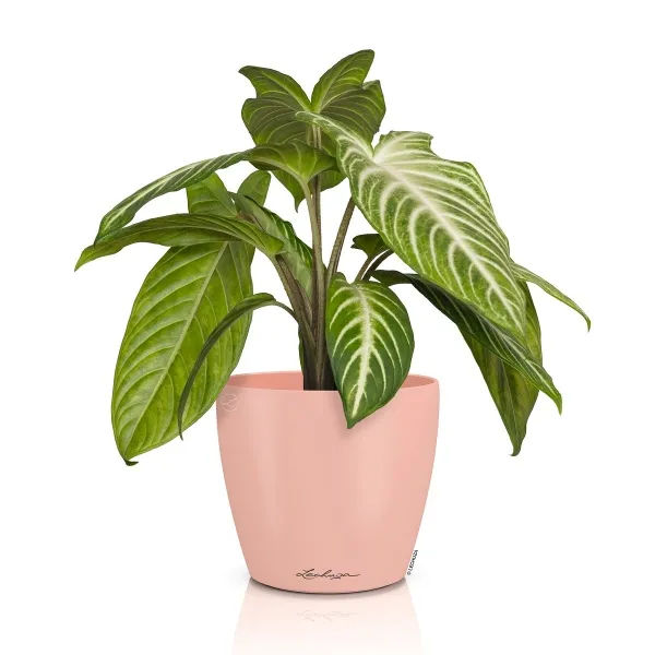 LECHUZA® Übertopf CLASSICO Color DECO 14 Magnolie lachsrosa Ø 15 cm - Kunststoff