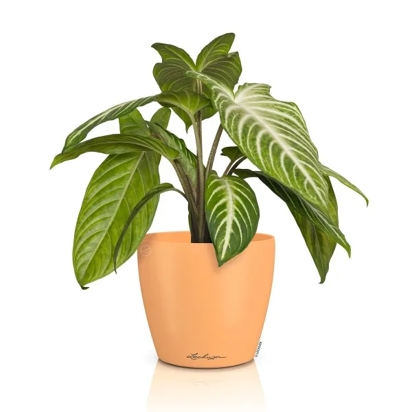 LECHUZA® Übertopf CLASSICO Color DECO 14 Papaya apricot Ø 15 cm - Kunststoff