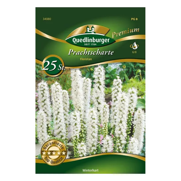 Liatris Prachtscharte Floristan Weiß