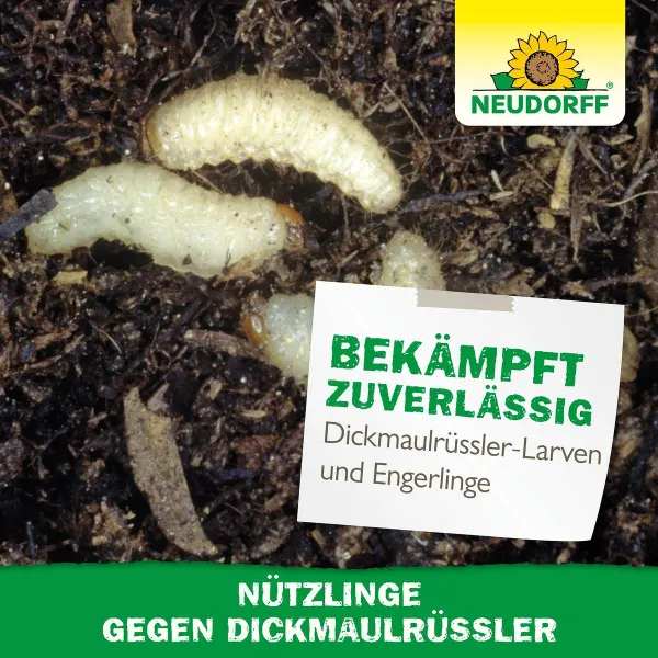 NEUDORFF® Bestell-Karte Nützlinge gegen Dickmaulrüssler - 5 Mio. HM-Nematoden