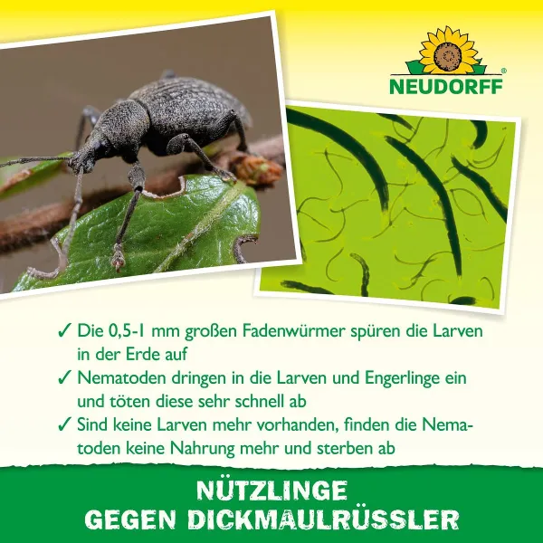 NEUDORFF® Bestell-Karte Nützlinge gegen Dickmaulrüssler - 50 Mio. HM-Nematoden