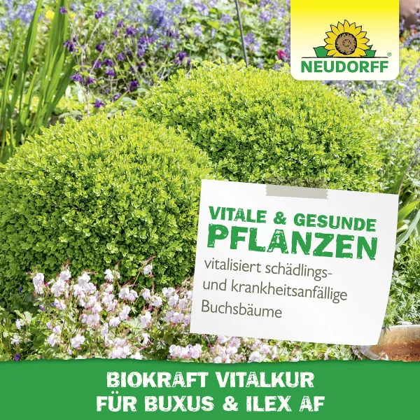 NEUDORFF® BioKraft Vitalkur Buxus Ilex AF anwendungsfertig - 500 ml