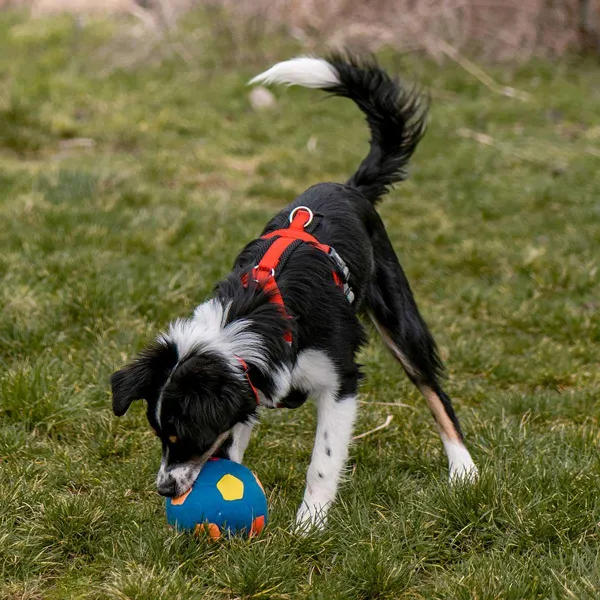 Nobby® Hunde Latex Fußball L mehrfarbig 12 cm