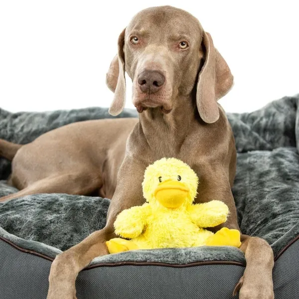 Nobby® Hunde Spielzeug Plüsch Ente Daggi Gelb 20 cm