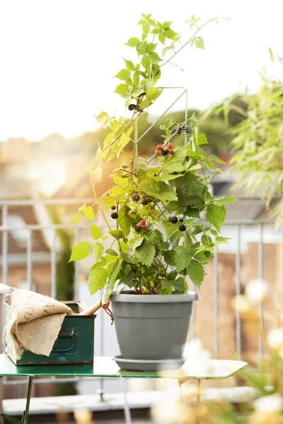 Poétic Zubehör CITY Blumenkübel Untersetzer Seidengrau Ø 17 cm