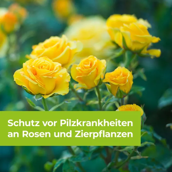 PROTECT GARDEN Curamat Plus Rosen-Pilzfrei AF anwendungsfertig - 1 Liter x 3