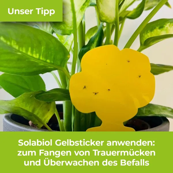 PROTECT GARDEN Lizetan® AZ Trauermückenfrei 75 ml für 15 Liter Gießwasser