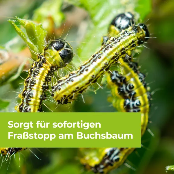 PROTECT GARDEN Lizetan® Buchsbaumzünslerfrei AF anwendungsfertig - 1 Liter x 2