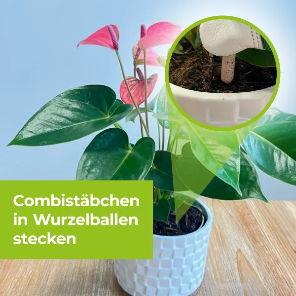 PROTECT GARDEN Lizetan Plus Combistäbchen für Zimmer- & Balkonpflanzen - 20 Stück