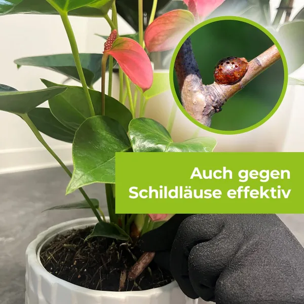 PROTECT GARDEN Lizetan Plus Combistäbchen für Zimmer- & Balkonpflanzen - 20 Stück