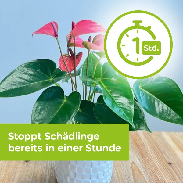 PROTECT GARDEN Lizetan Plus Schädlingsfrei - 2 x 4 ml