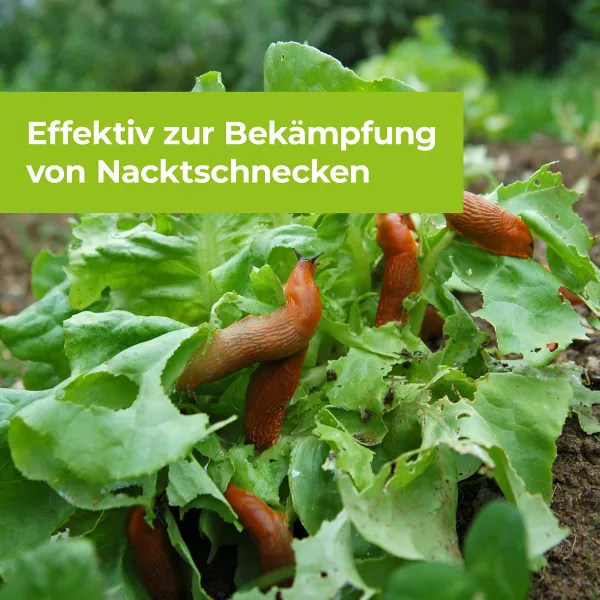PROTECT GARDEN Protect MaXX Schneckenkorn FE für 130 m² - 500 g