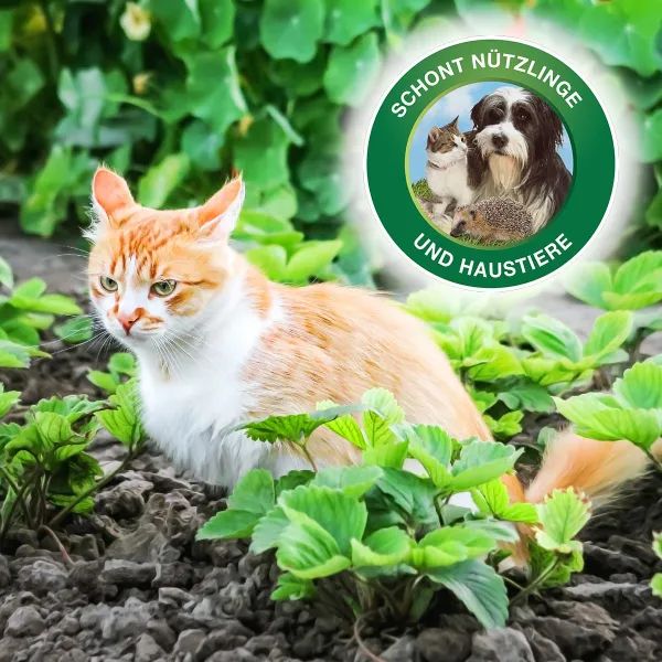 PROTECT GARDEN Protect MaXX Schneckenkorn FE für 130 m² - 500 g