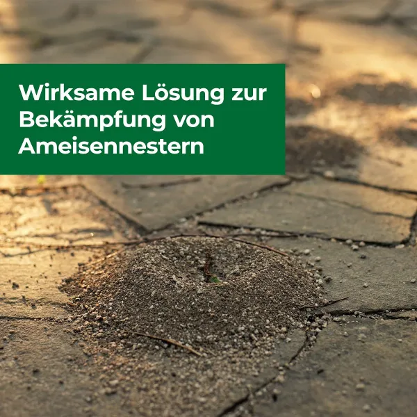 PROTECT HOME Soilic® Ameisen Nestverschluss - 750 ml