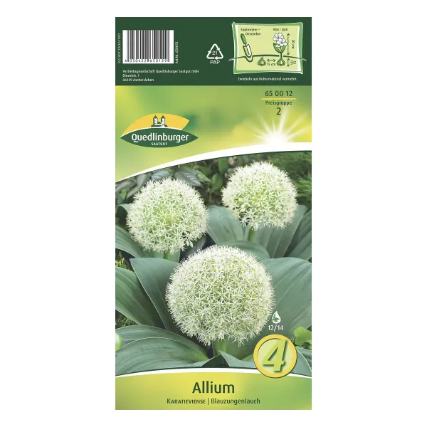 Quedlinburger Allium Karatieviense Blauzungenlauch, Blumenzwiebeln 12/14