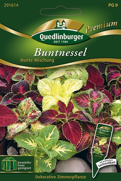 Quedlinburger Buntnessel Bunte Mischung - Blumensamen