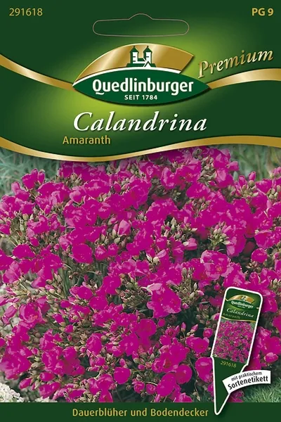 Quedlinburger Calandrina Amaranth - Blumensamen Quedlinburger Calandrina Amaranth - Blumensamen