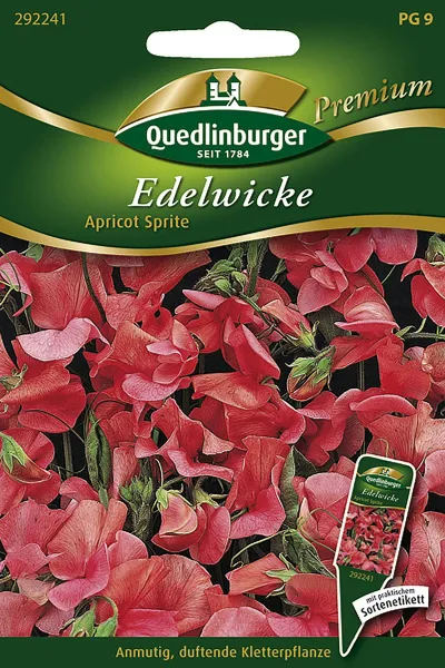 Quedlinburger Edelwicke Apricot Sprite - Blumensamen