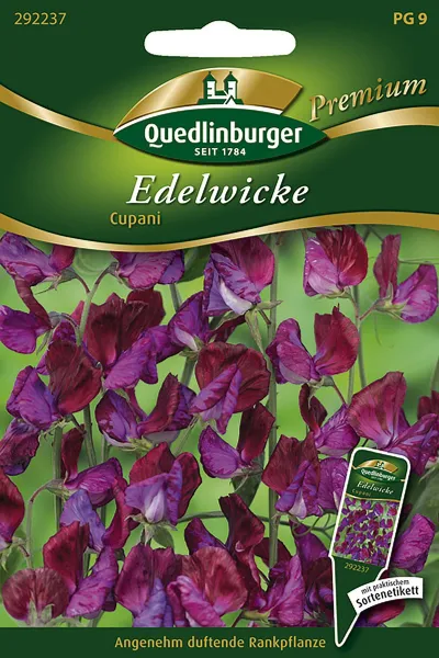 Quedlinburger Edelwicke Cupani - Blumensamen