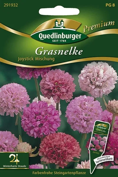 Quedlinburger Grasnelke Joystick Mischung - Blumensamen