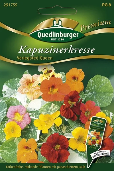 Quedlinburger Kapuzinerkresse Variegated Queen - Blumensamen