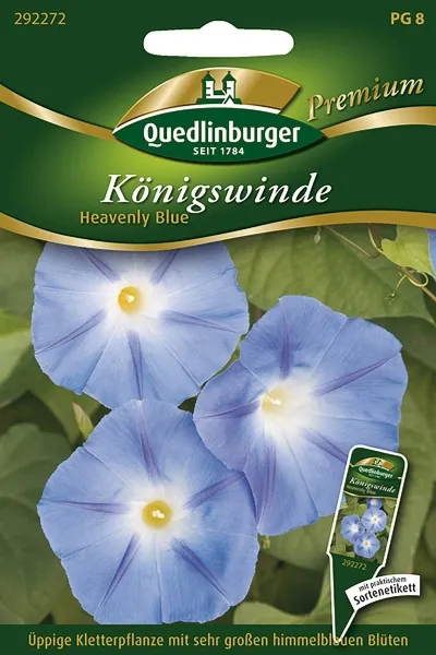 Quedlinburger Königswinde Heavenly Blue - Blumensamen