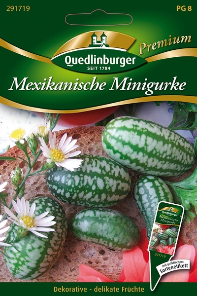Quedlinburger Mexikanische Minigurke - Blumensamen