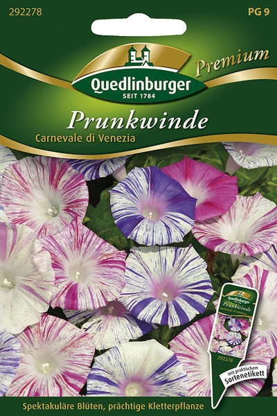 Quedlinburger Prunkwinde Carnevale di Venezia - Blumensamen