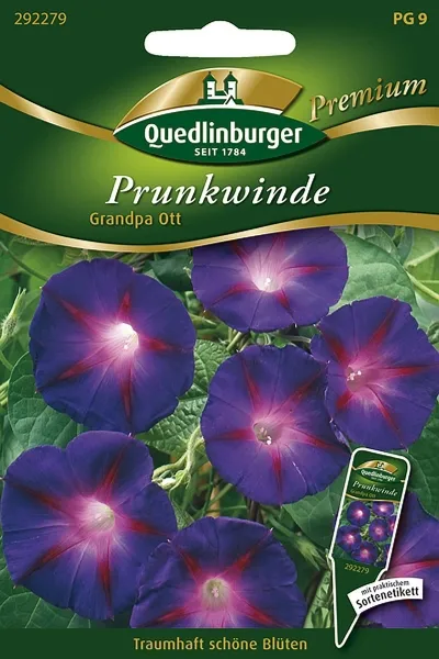 Quedlinburger Prunkwinde Grandpa Ott - Blumensamen