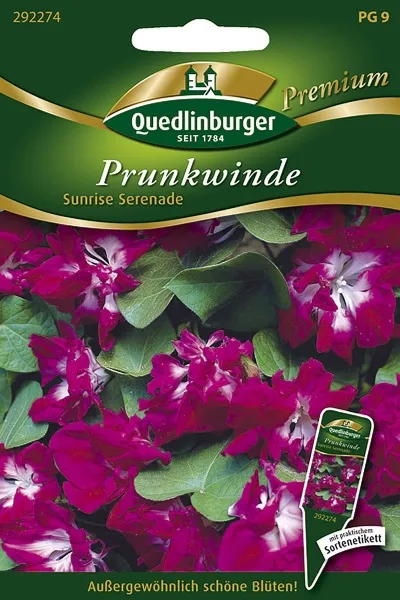 Quedlinburger Prunkwinde Sunrise Serenade - Blumensamen