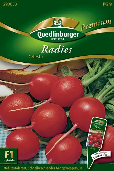 Quedlinburger Radies Celesta - Gemüsesamen