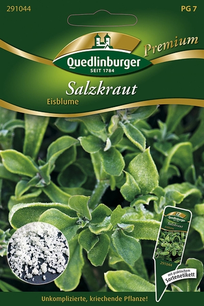 Quedlinburger Salzkraut Eisblume - Kräutersamen