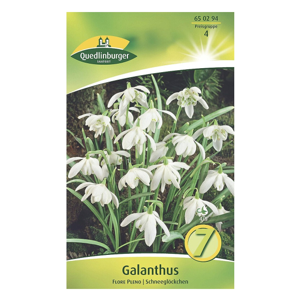 Quedlinburger Schneeglöckchen Galanthus Flore Pleno, gefüllt, 7 Stück