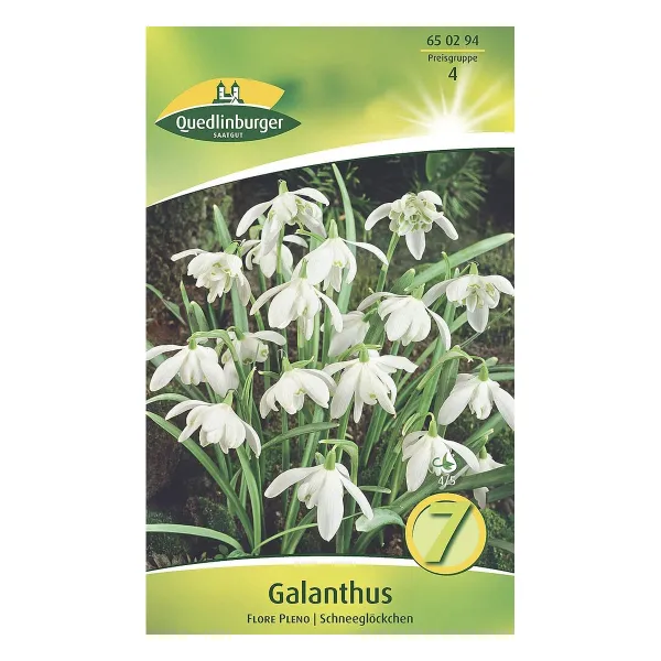 Quedlinburger Schneeglöckchen Galanthus Flore Pleno, gefüllt, 7 Stück