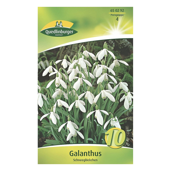 Quedlinburger Schneeglöckchen großblütig (Galanthus elwesii), 10 Blumenzwiebeln