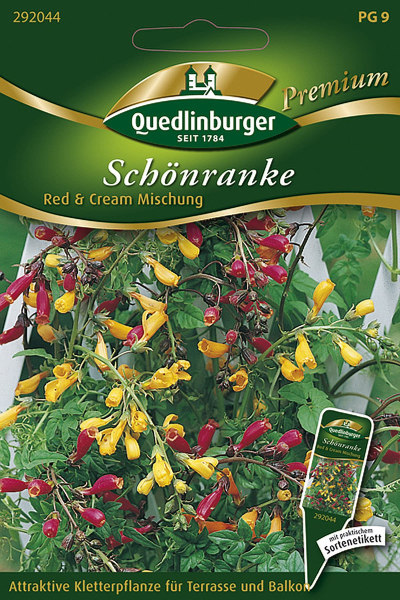 Quedlinburger Schönranke Red & Cream Mischung - Blumensamen