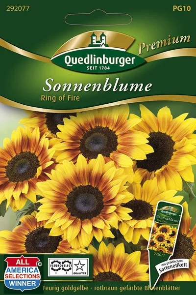 Quedlinburger Sonnenblume Ring of Fire - Blumensamen