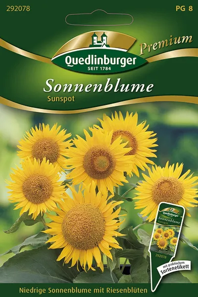 Quedlinburger Sonnenblume Sunspot - Blumensamen Quedlinburger Sonnenblume Sunspot - Blumensamen