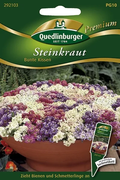 Quedlinburger Steinkraut bunte Kissen - Blumensamen