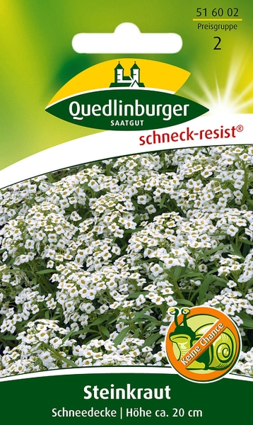 Quedlinburger Steinkraut Schneedecke - Blumensamen