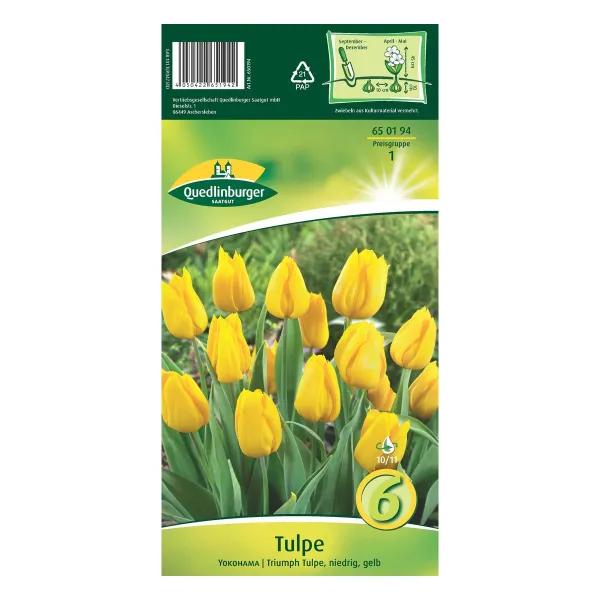 Quedlinburger Triumph-Tulpe Yokohama, niedrig, gelb