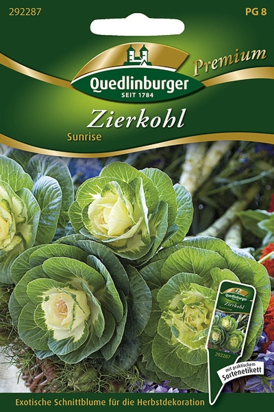Quedlinburger Zierkohl Sunrise - Blumensamen