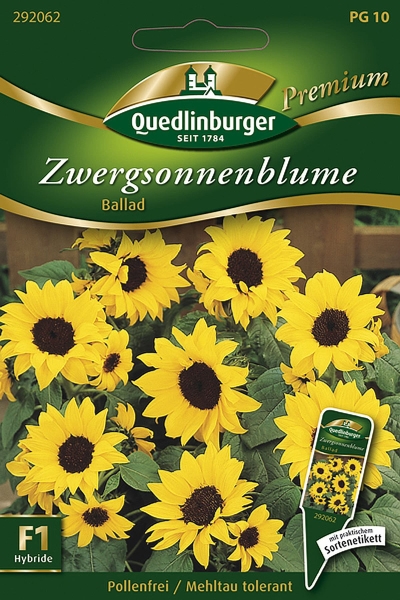 Quedlinburger Zwergsonnenblume Ballad - Blumensamen