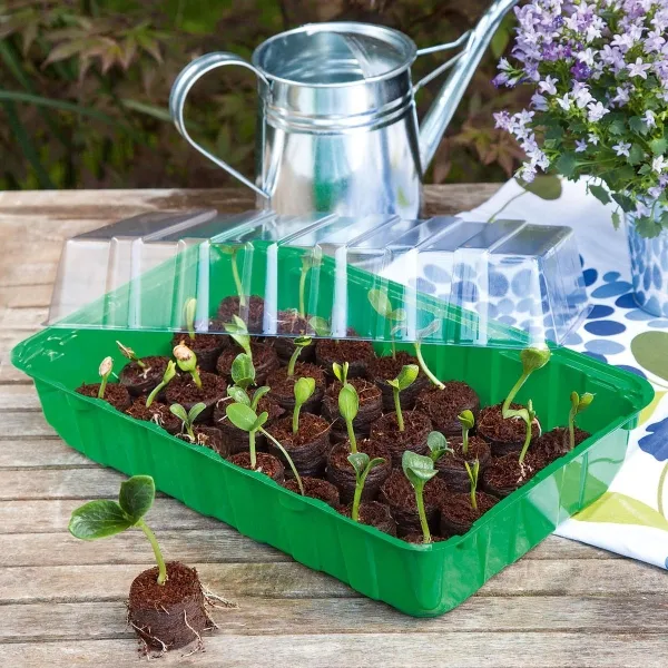 Romberg CLASSIC Anzuchthaus M PLUS COCO Grün 36 x 13 cm & 28 Kokos-Quelltabletten