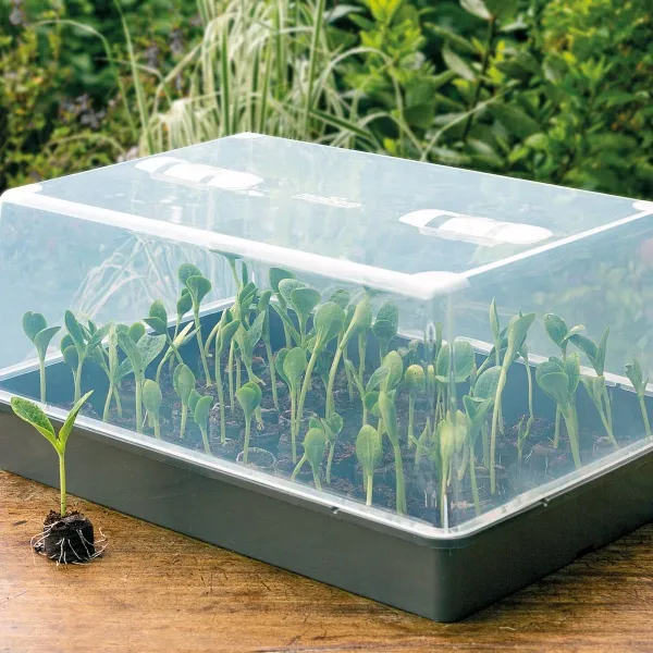 Romberg CLASSIC Gewächshaus XXL Schwarz mit Belüftung 59 x 39 cm