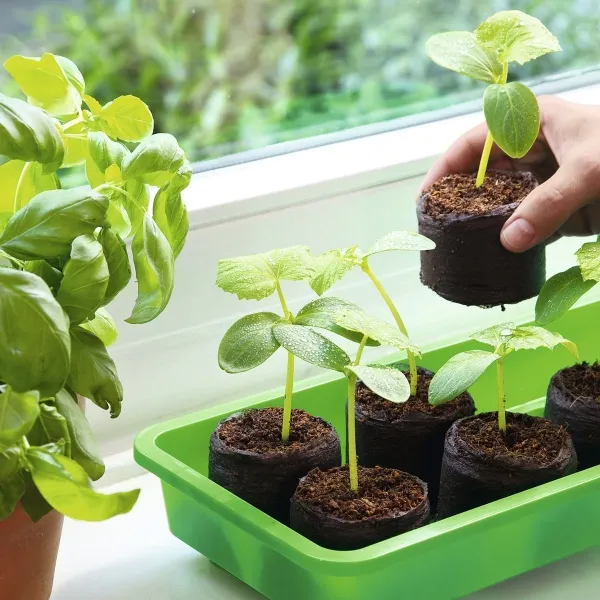 Romberg CLASSIC Kokos-Quelltabletten Ø 7 cm - 6er Pack