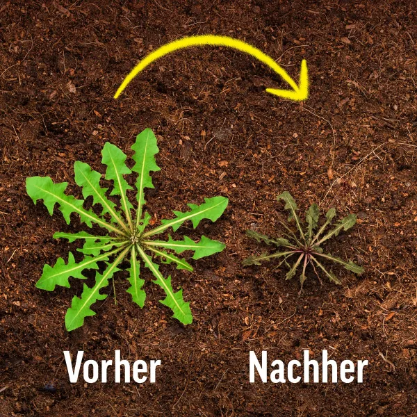 ROUNDUP® Unkrautfrei Total Konzentrat für bis zu 217 m² - 500 ml