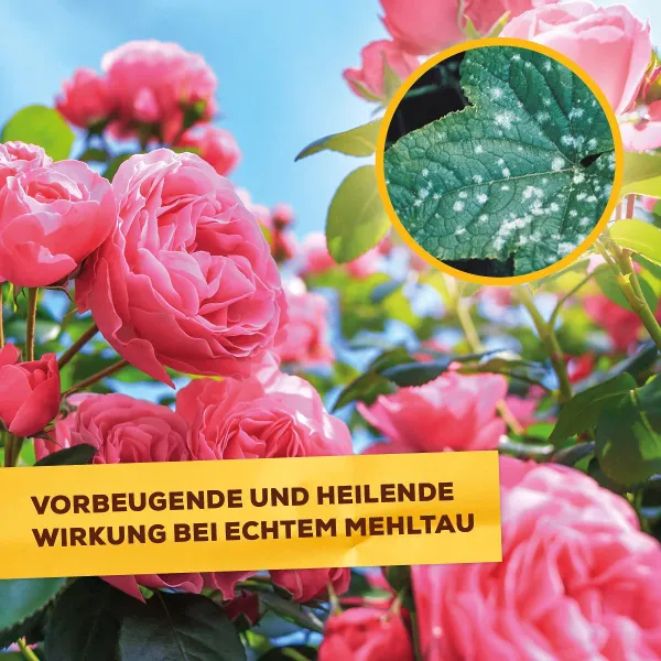 Solabiol® Grundstoff Lecithin Rosen-Spray anwendungsfertig für 100 m² - 1 Liter