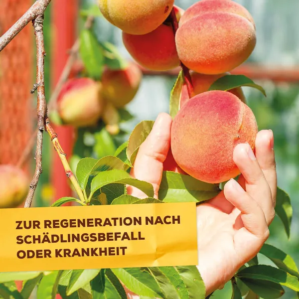 Solabiol® Schachtelhalm Sud für pilzanfällige Pflanzen Konzentrat - 1 Liter